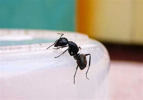 家裡長螞蟻